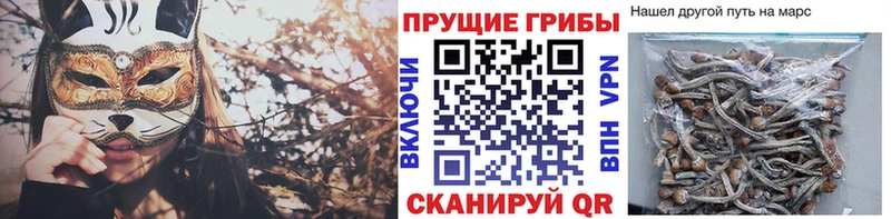 купить  сайты  Звенигово  Псилоцибиновые грибы мухоморы 